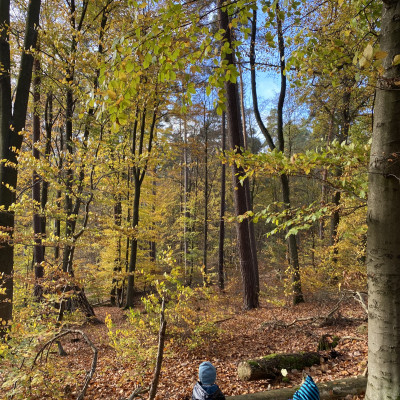 Der Wald ist unser Spielplatz Der Wald ist unser Spielplatz